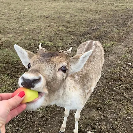 Ranczo Zwierzyniec * Jordanow