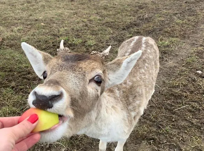 Ranczo Zwierzyniec * Jordanow