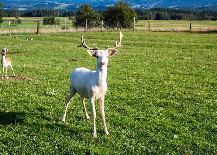 Ranczo Zwierzyniec Jordanow
